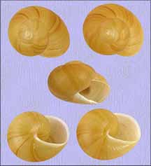 Zachrysia provisoria shells